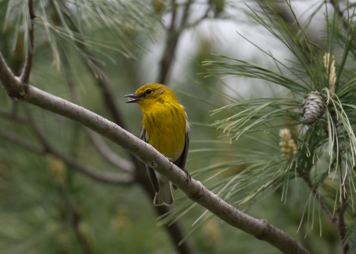 Pine Warbler - ML635326681