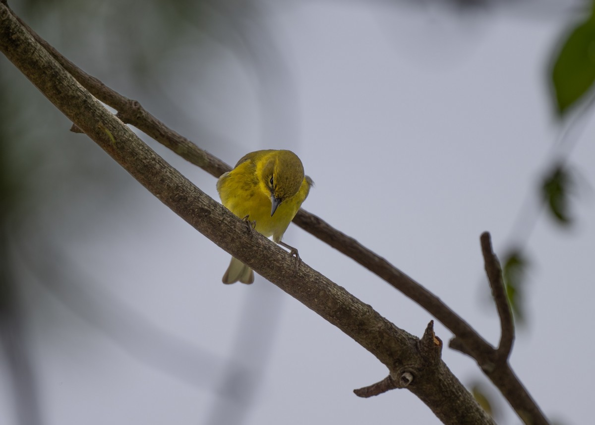 Pine Warbler - ML635326694