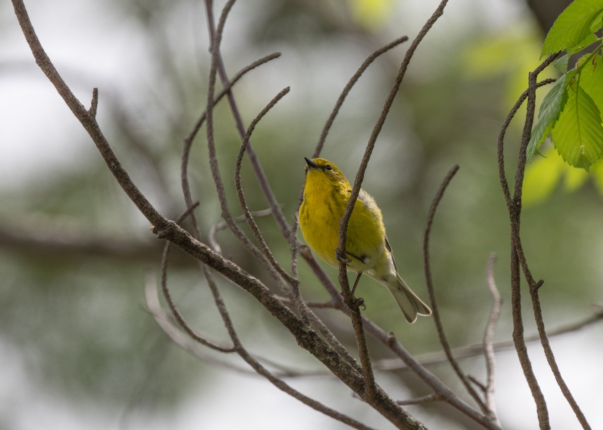 Pine Warbler - ML635326698