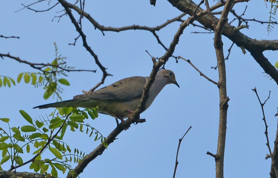 Mourning Dove - ML635326705