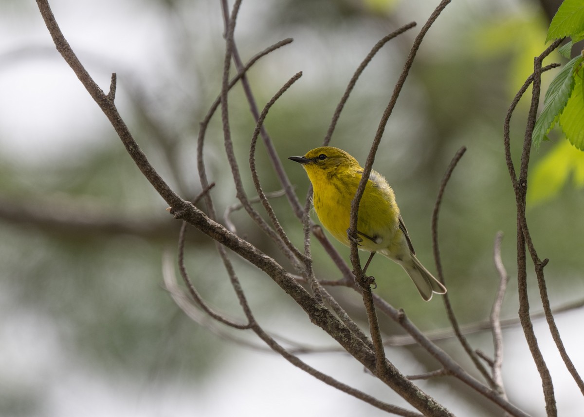 Pine Warbler - ML635326706