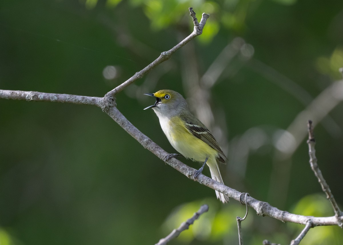 White-eyed Vireo - ML635326728