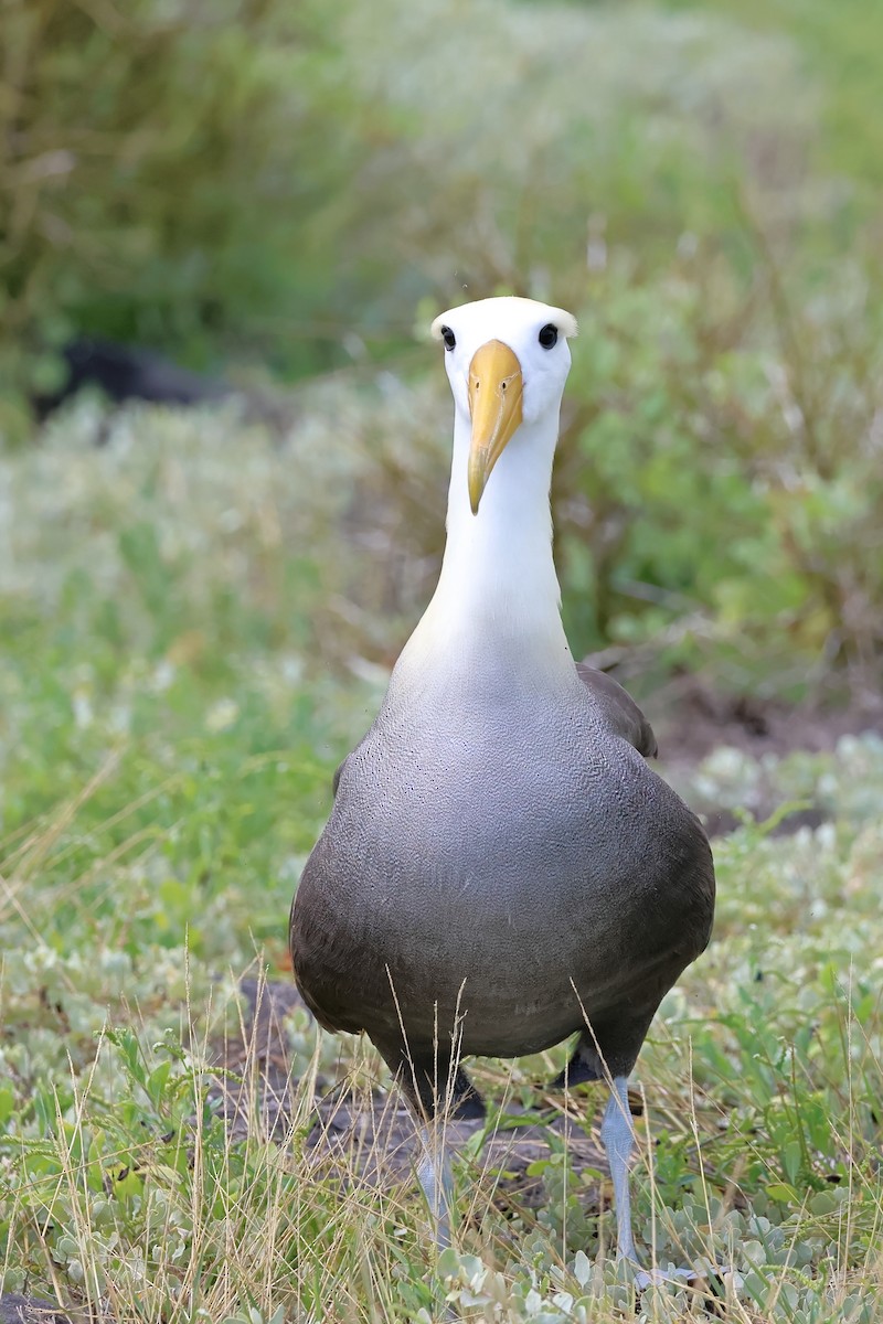 Waved Albatross - ML635326755