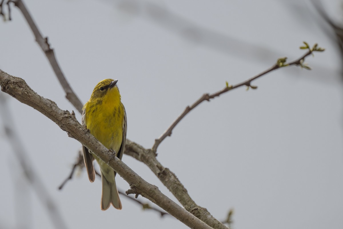 Pine Warbler - ML635326771