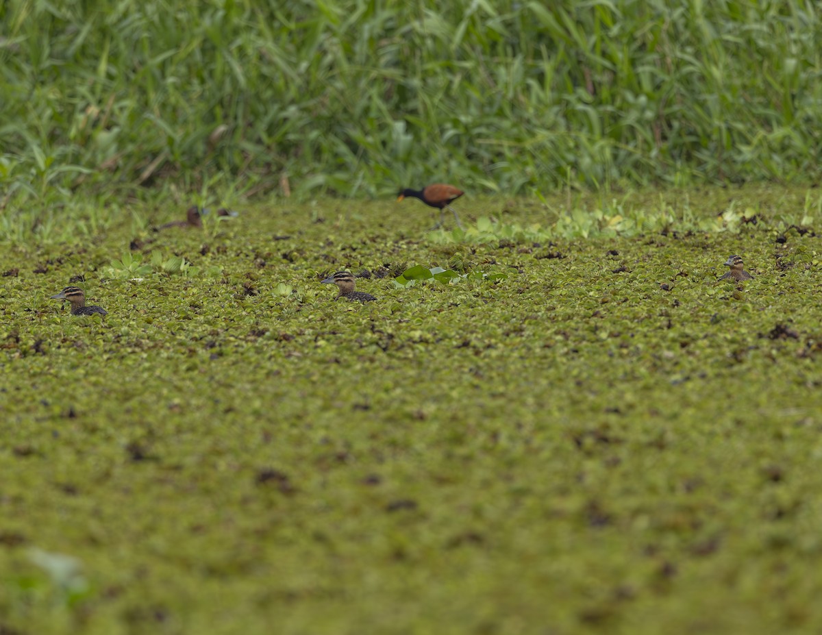 Masked Duck - ML635326772
