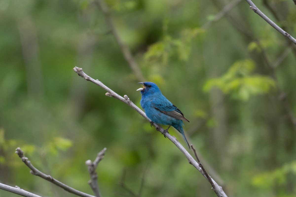 Indigo Bunting - ML635326778