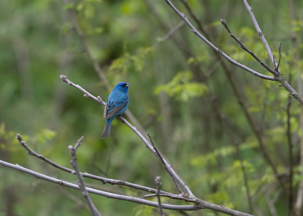 Indigo Bunting - ML635326788