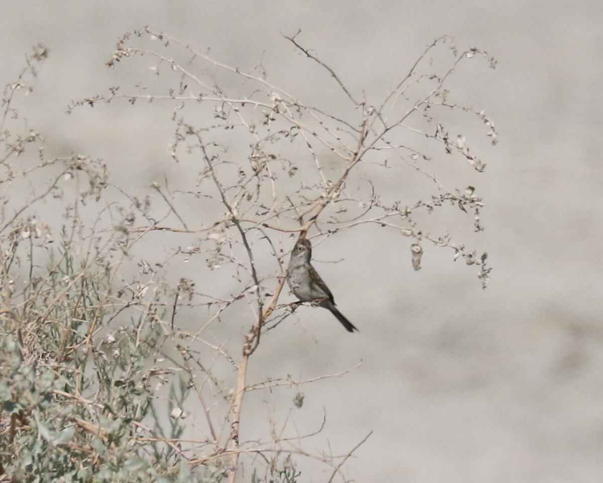 Brewer's Sparrow - ML635326799