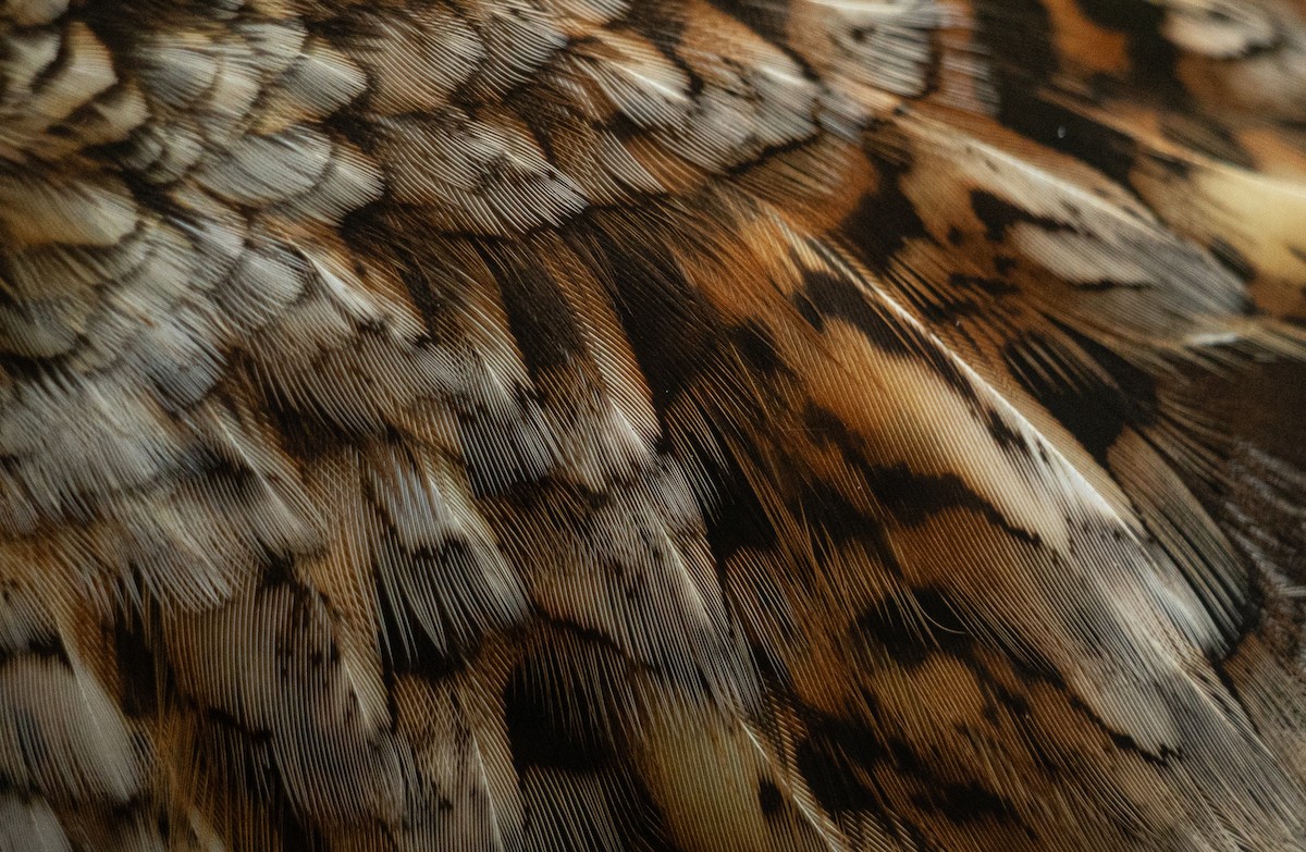 Ruffed Grouse - ML635326884