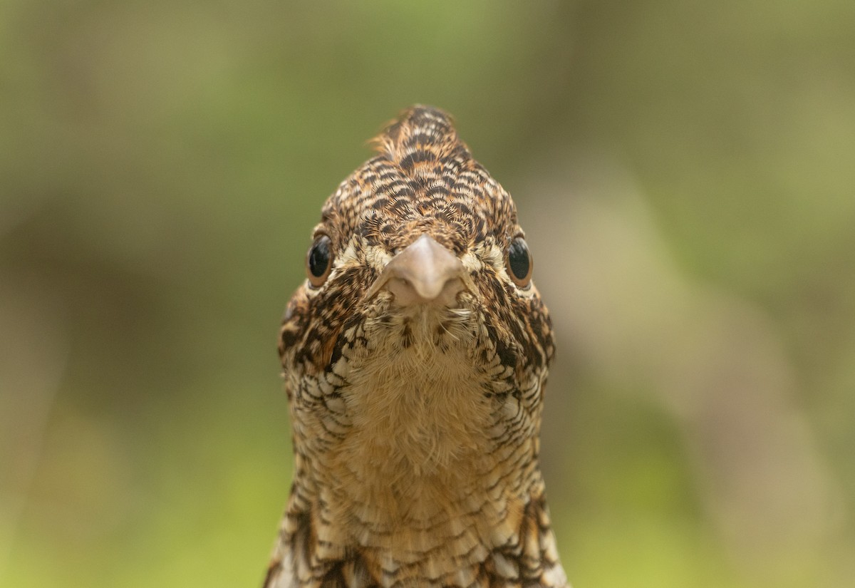 Ruffed Grouse - ML635326896