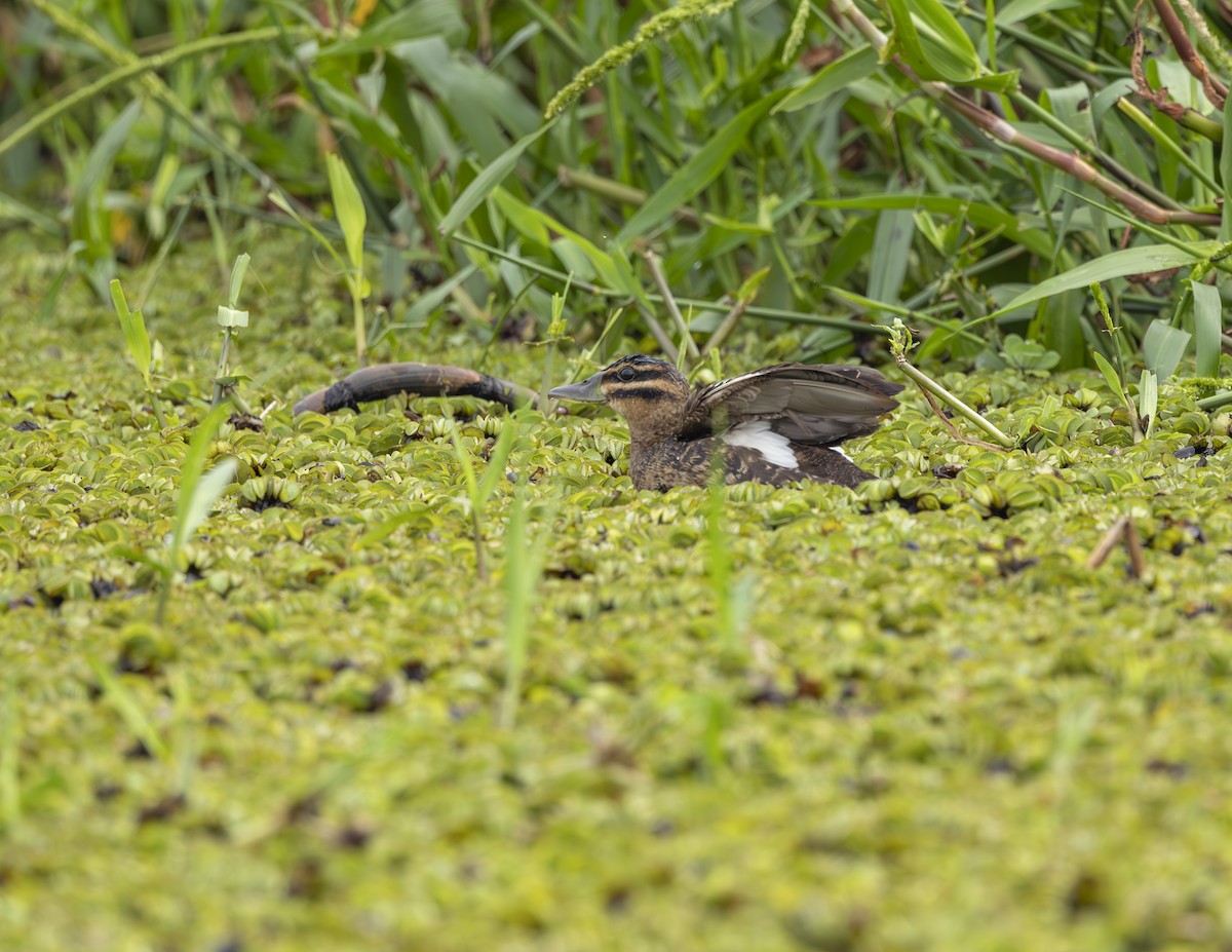 Masked Duck - ML635326899