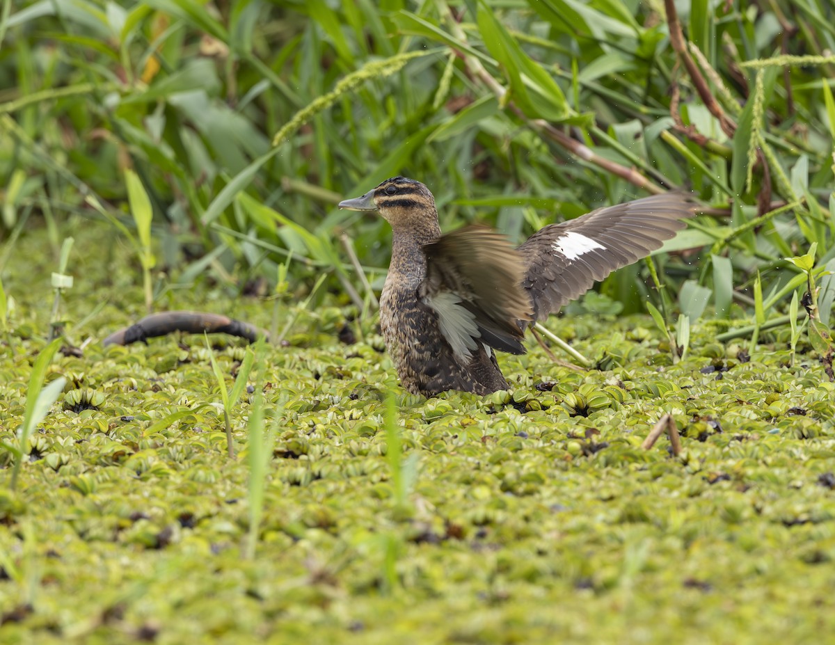 Masked Duck - ML635326900