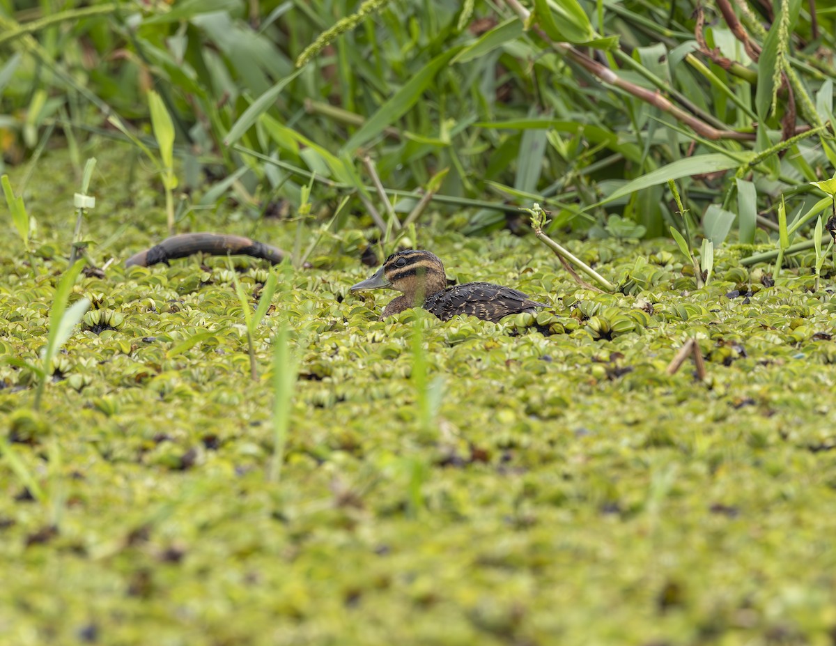 Masked Duck - ML635326902