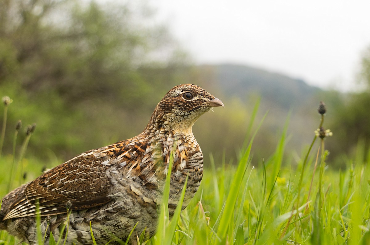 Ruffed Grouse - ML635326903