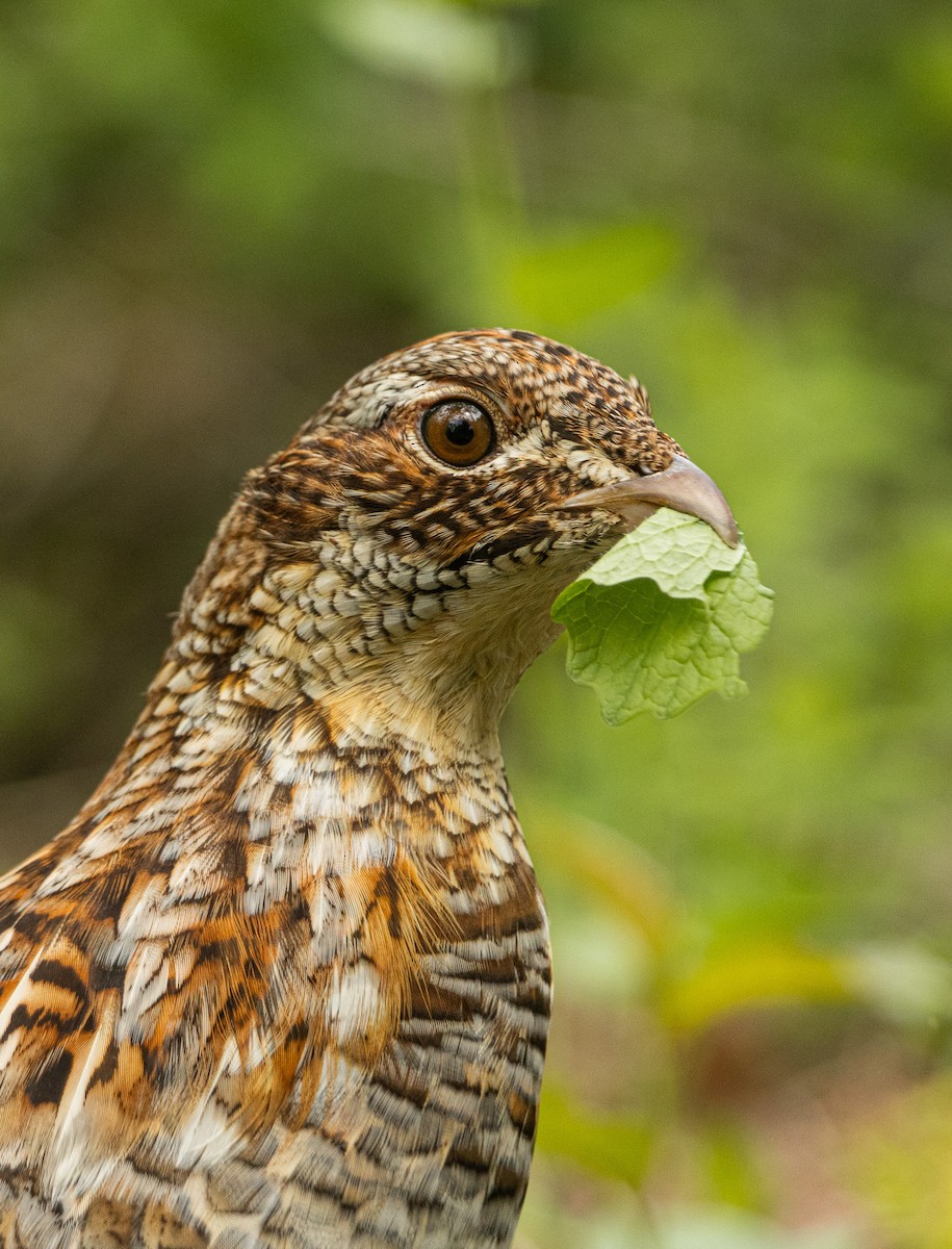 Ruffed Grouse - ML635326916