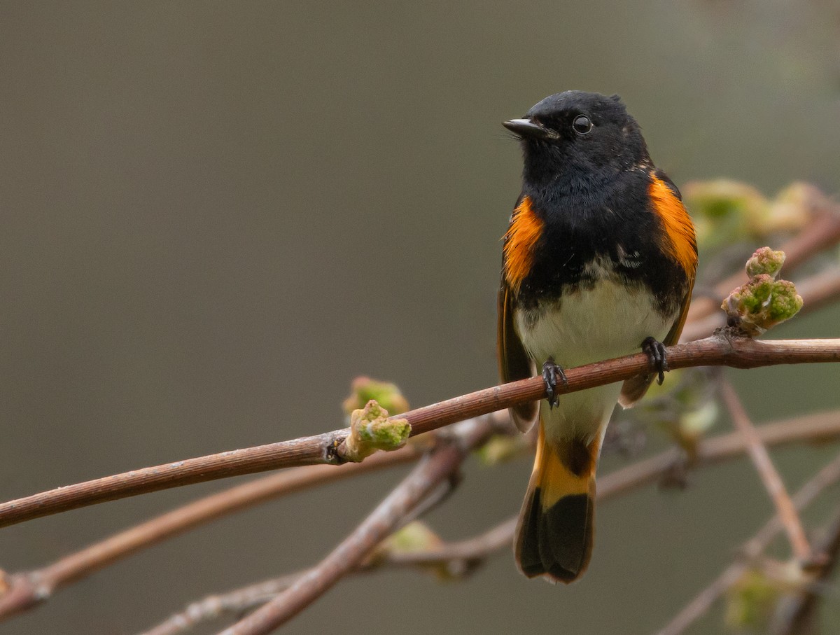 American Redstart - ML635326942