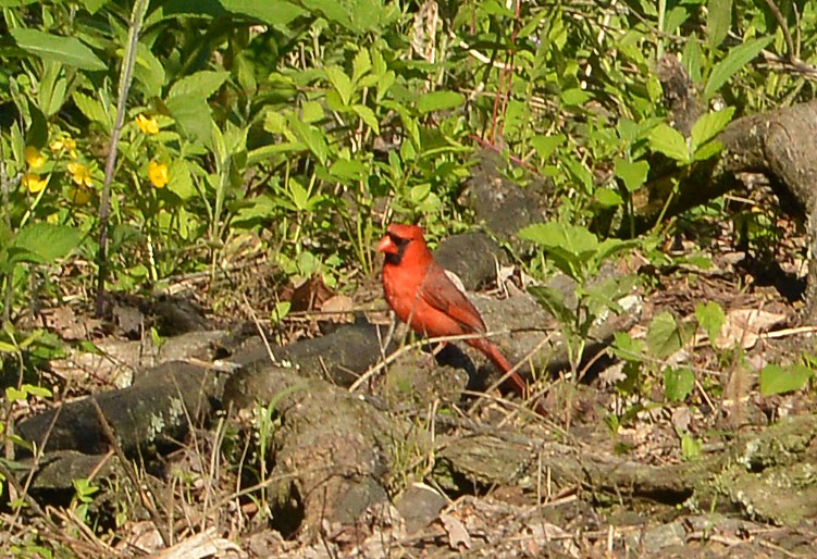 Northern Cardinal - ML635326979