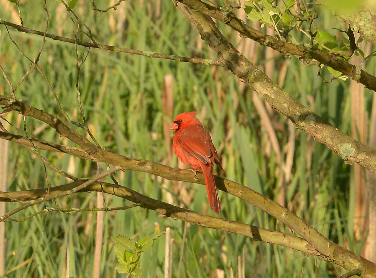 Northern Cardinal - ML635326980