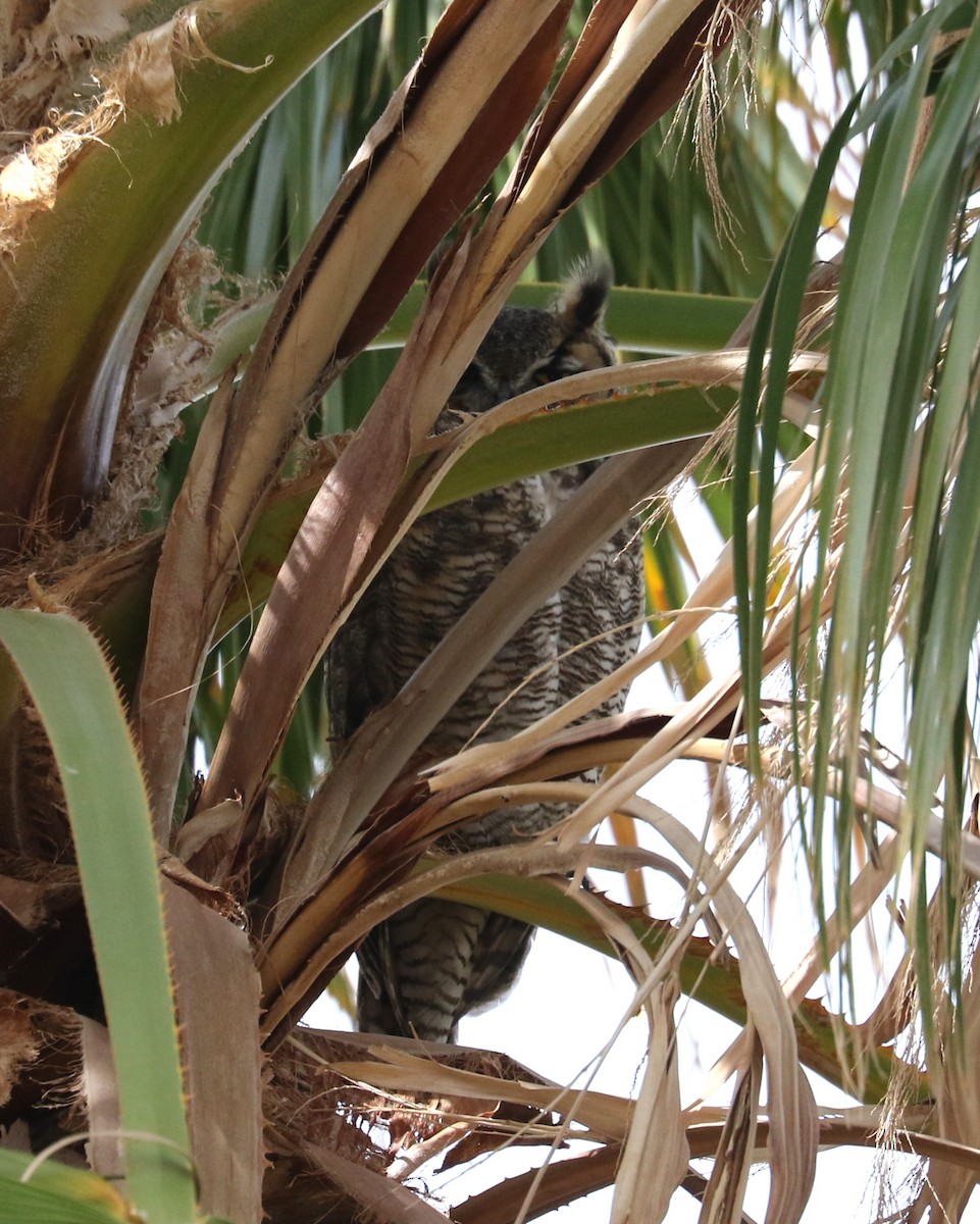 Great Horned Owl - ML635327056