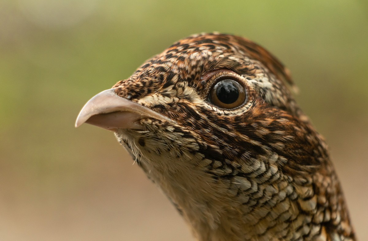 Ruffed Grouse - ML635327080