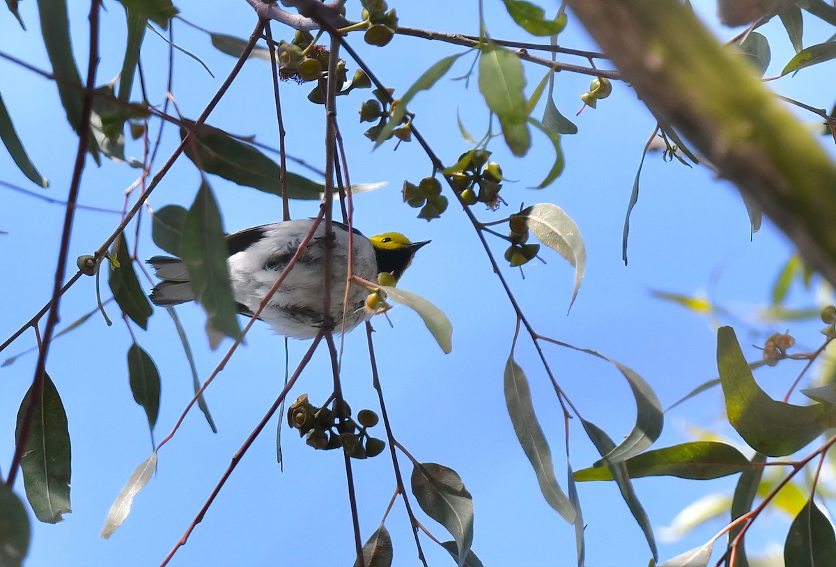 Hermit Warbler - ML635327089