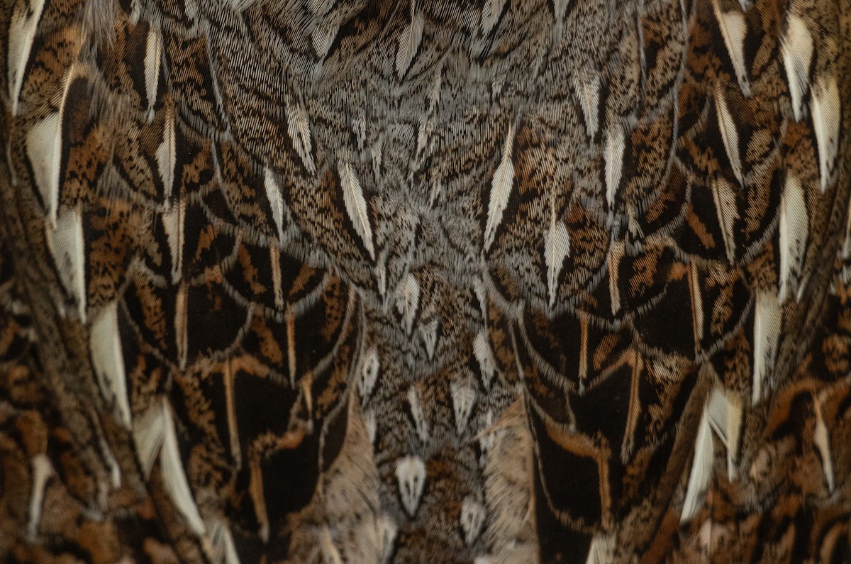 Ruffed Grouse - ML635327090