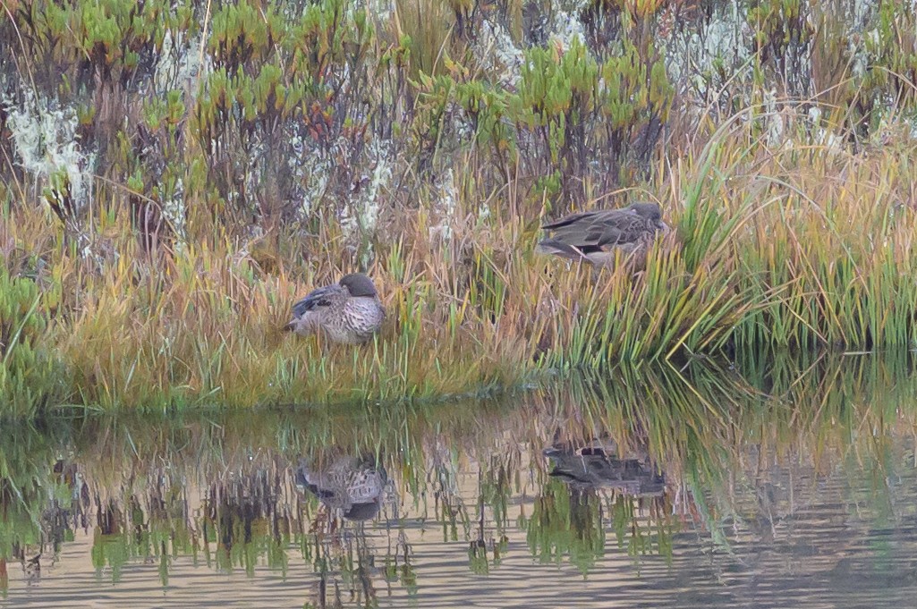 Andean Teal - ML635327100
