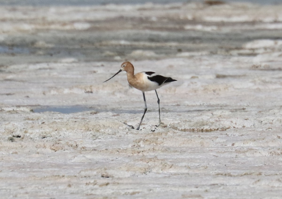 American Avocet - ML635327136