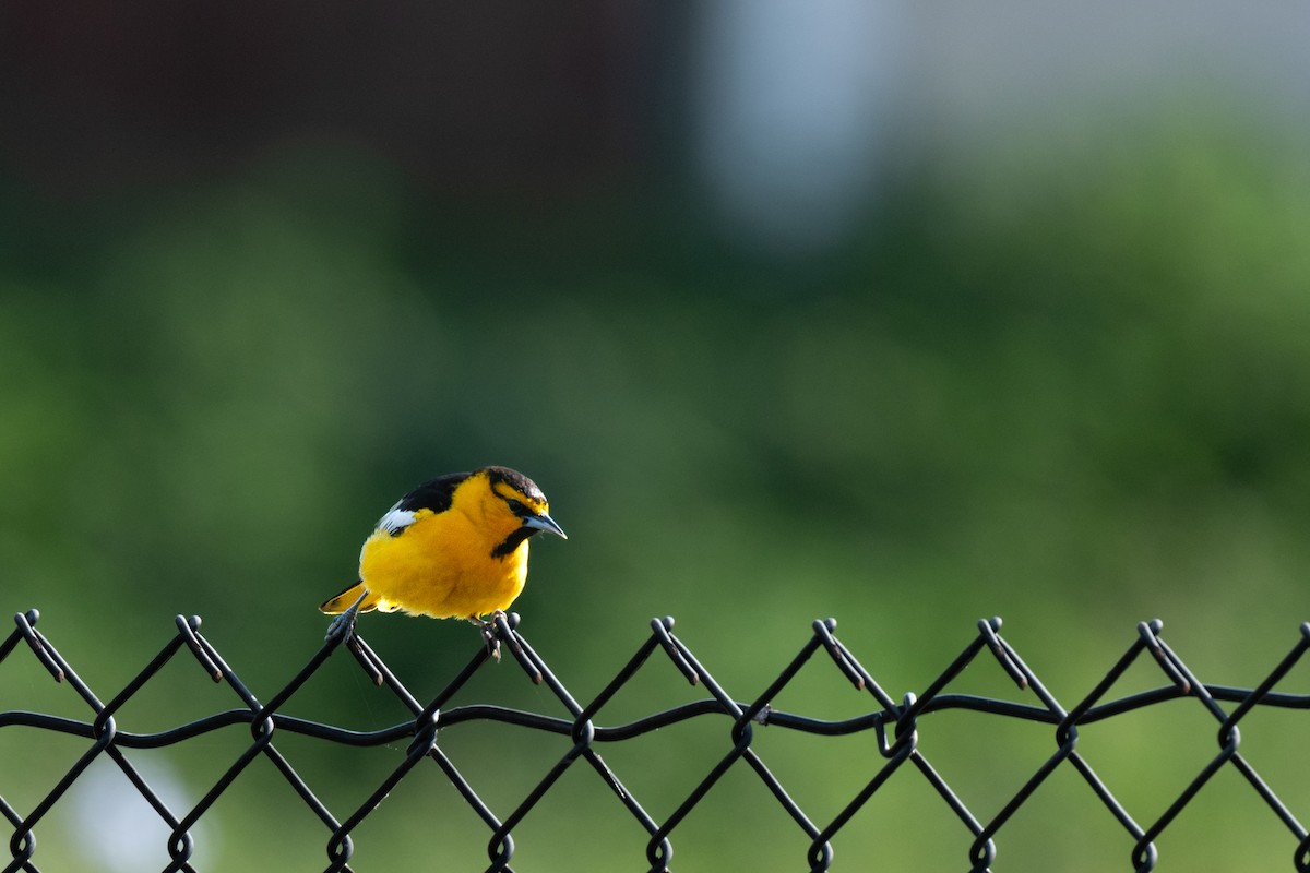 Bullock's Oriole - ML635327178