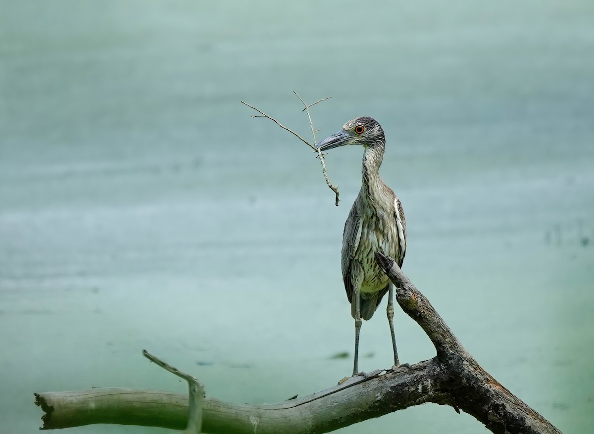 Yellow-crowned Night Heron - ML635327180