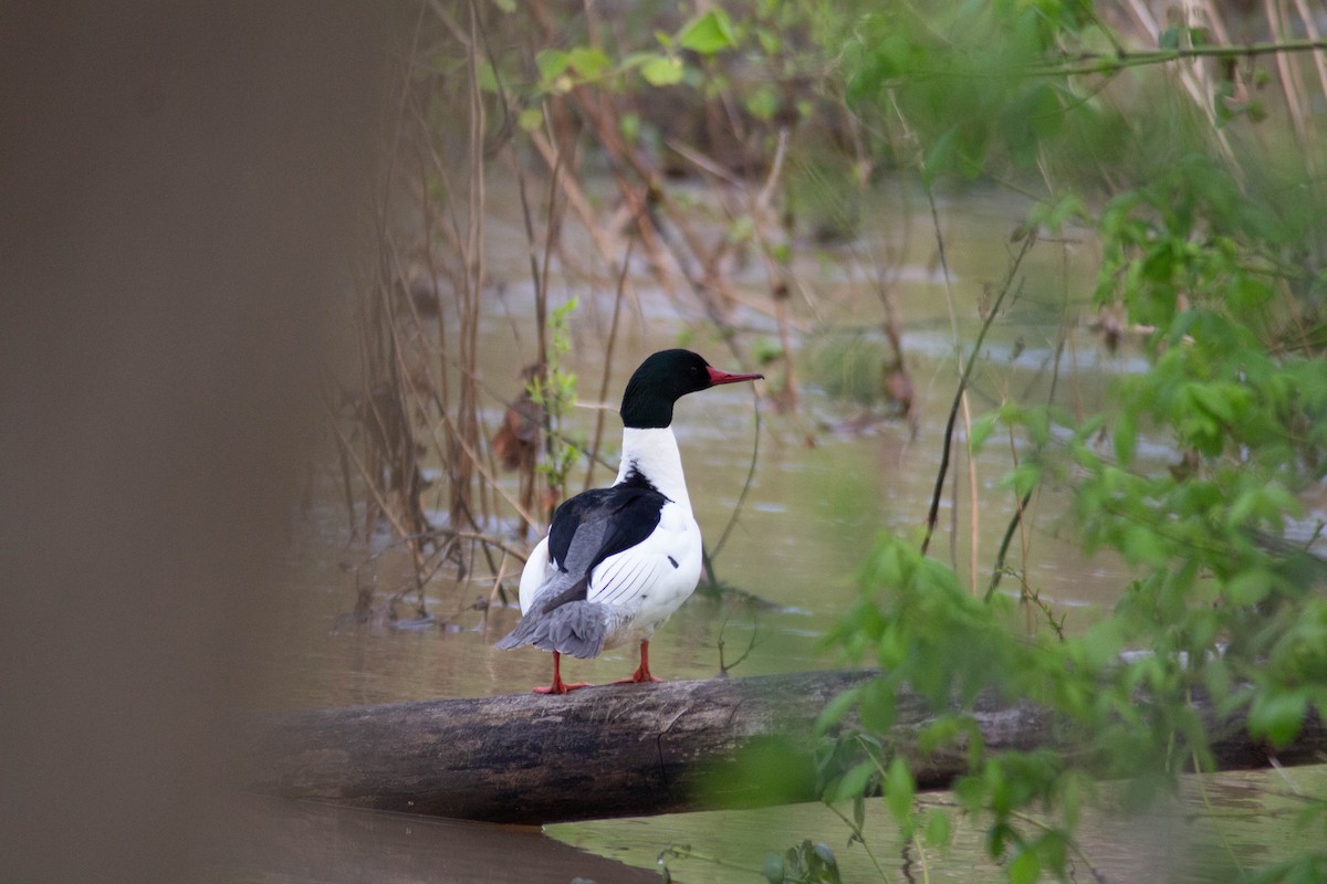 Common Merganser - ML635327214