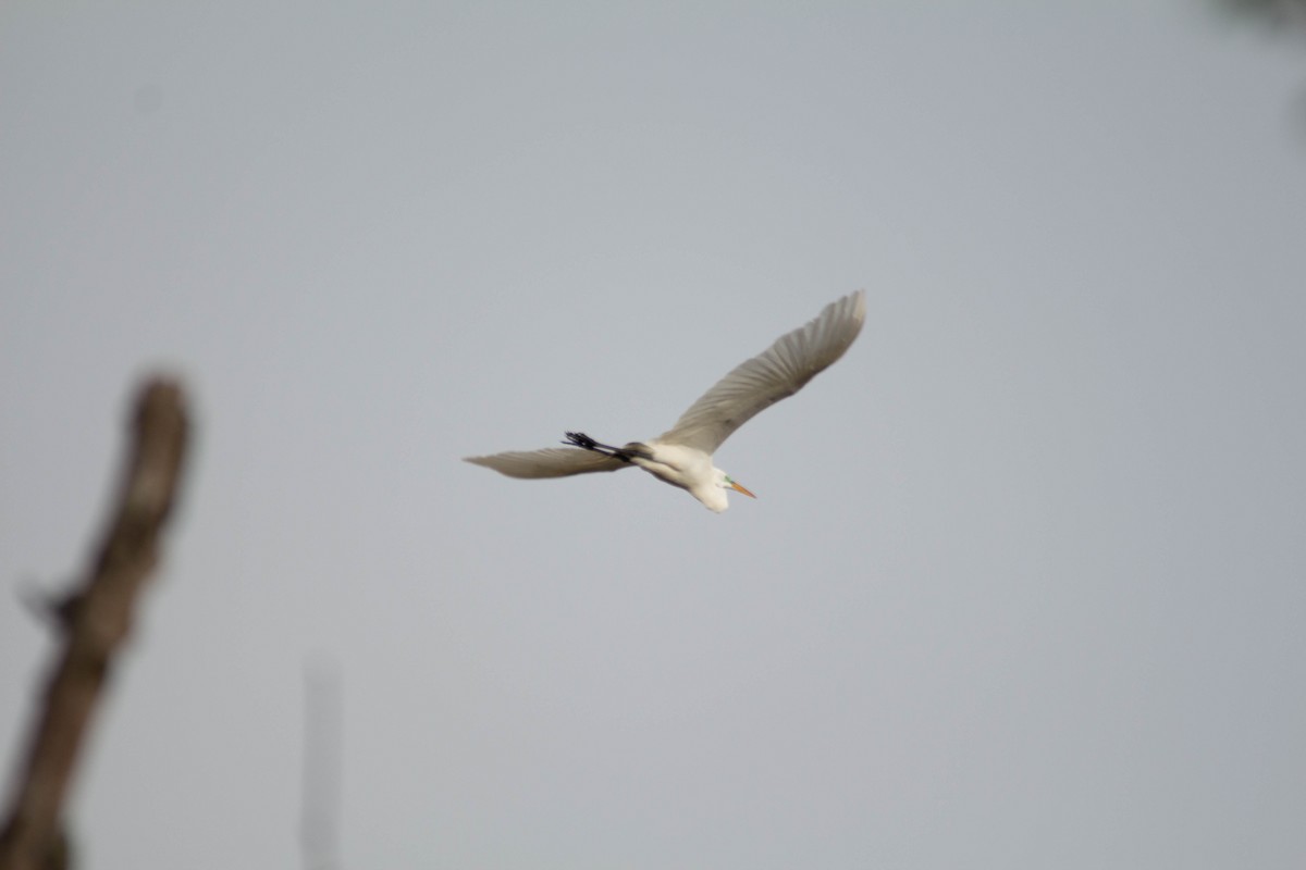 Great Egret - ML635327220
