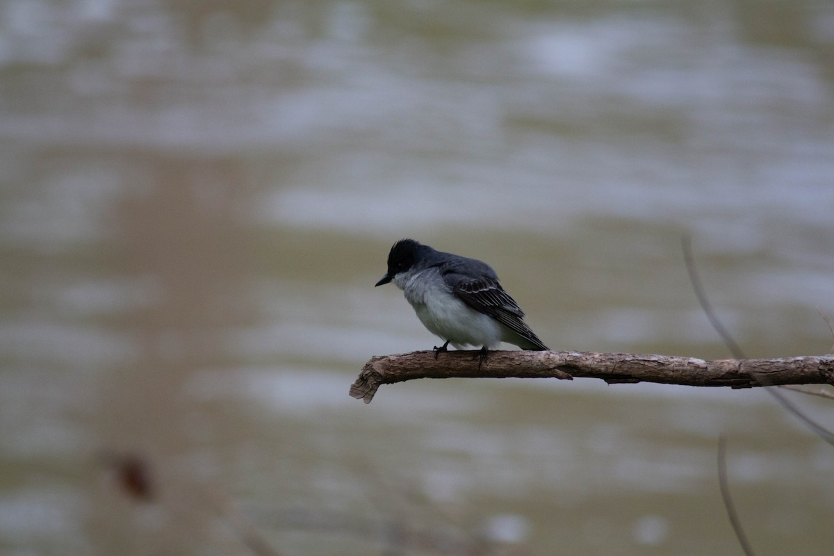 Eastern Kingbird - ML635327223
