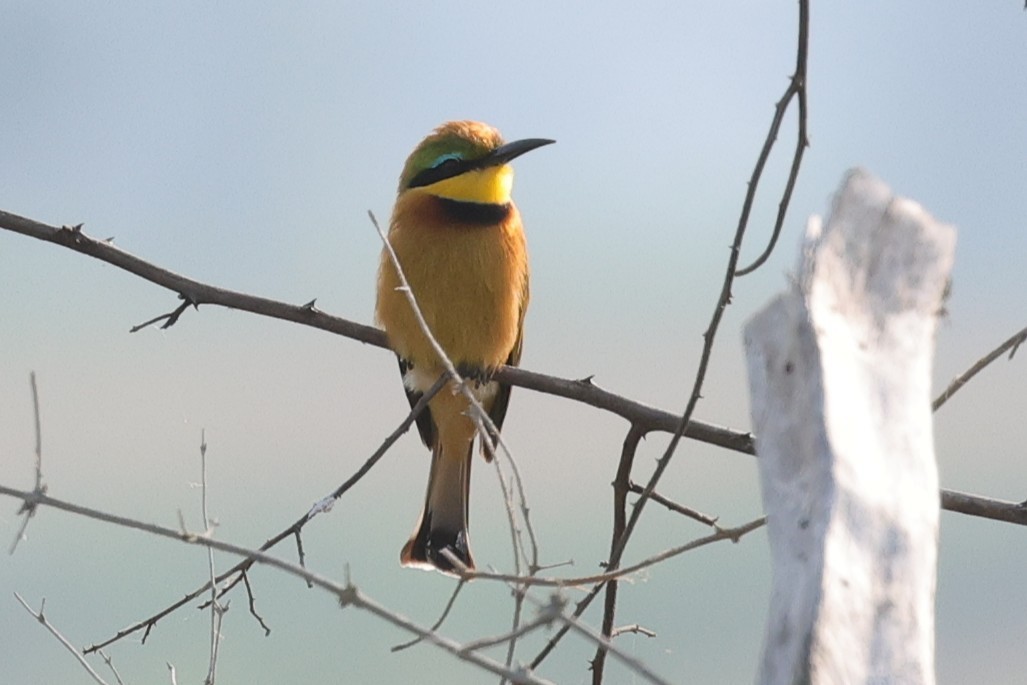 Little Bee-eater - ML635327225