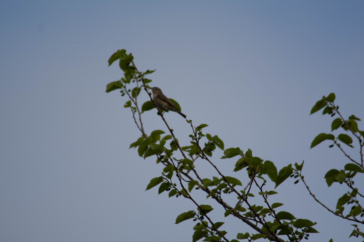 Eastern Warbling Vireo - ML635327226