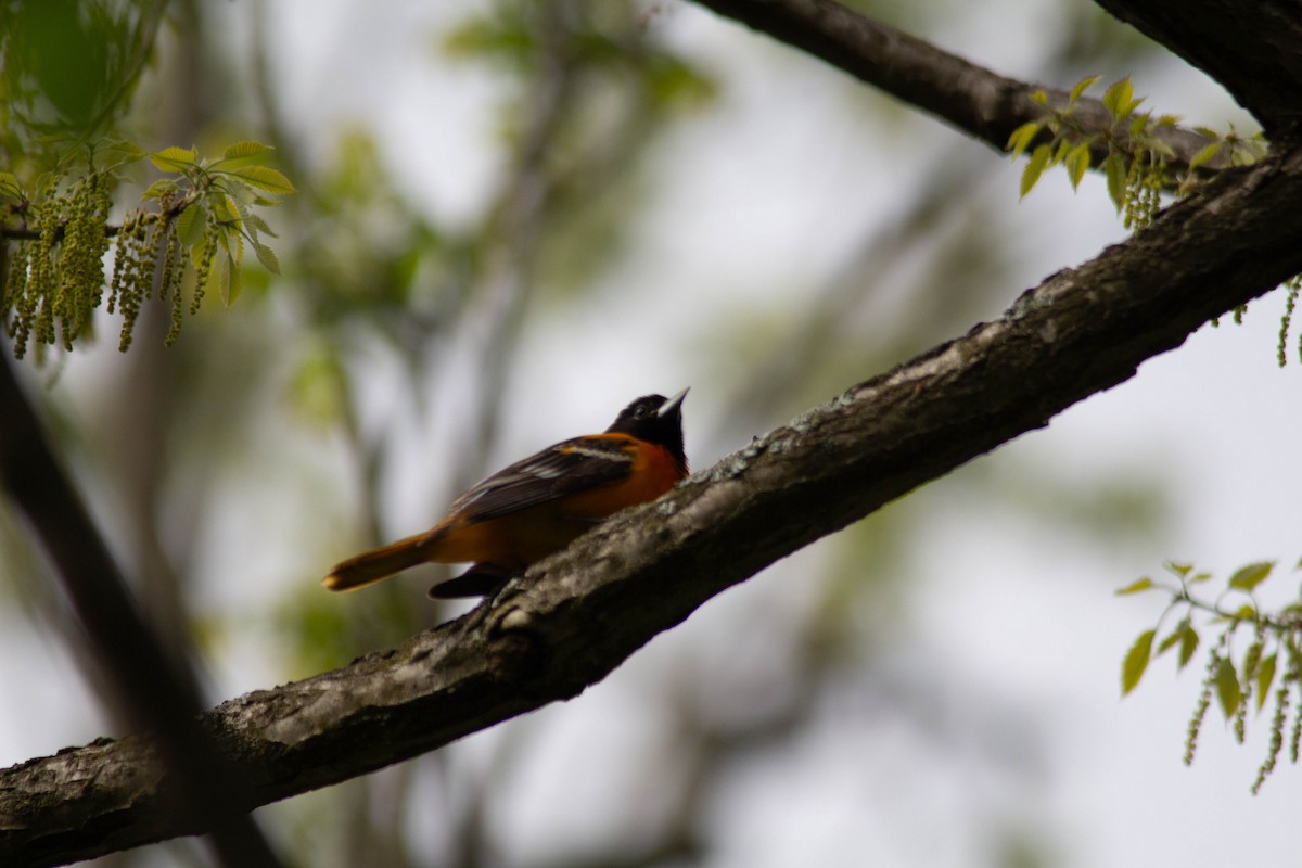 Baltimore Oriole - ML635327233