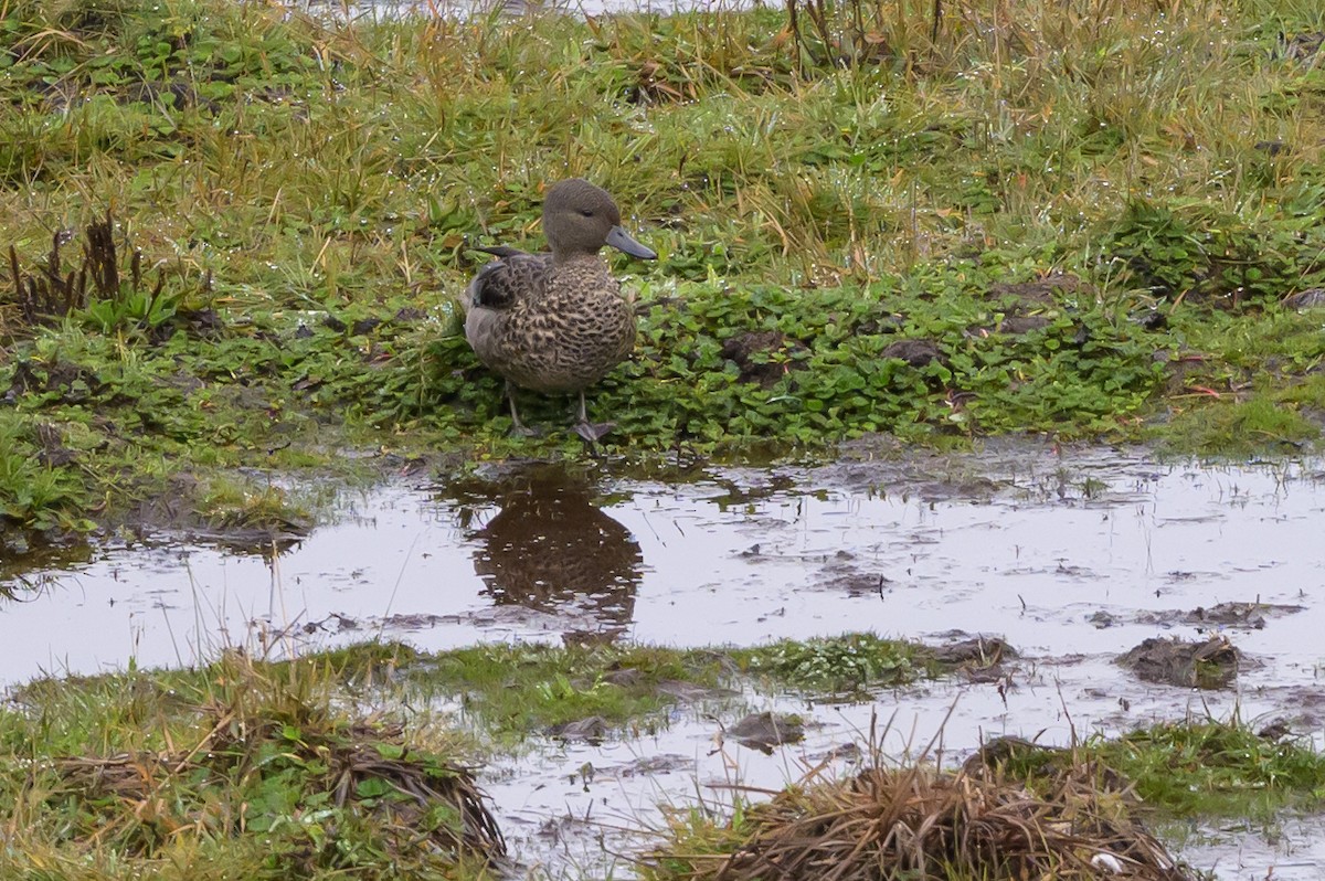 Andean Teal - ML635327262