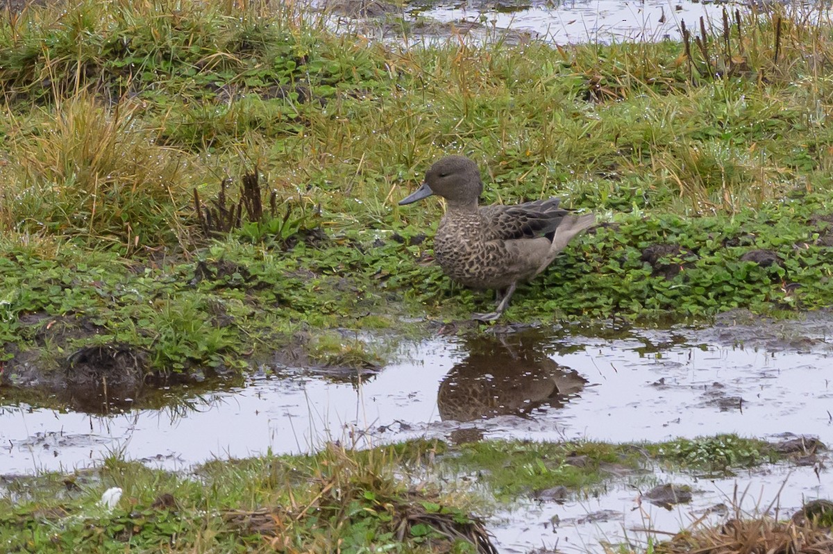 Andean Teal - ML635327263