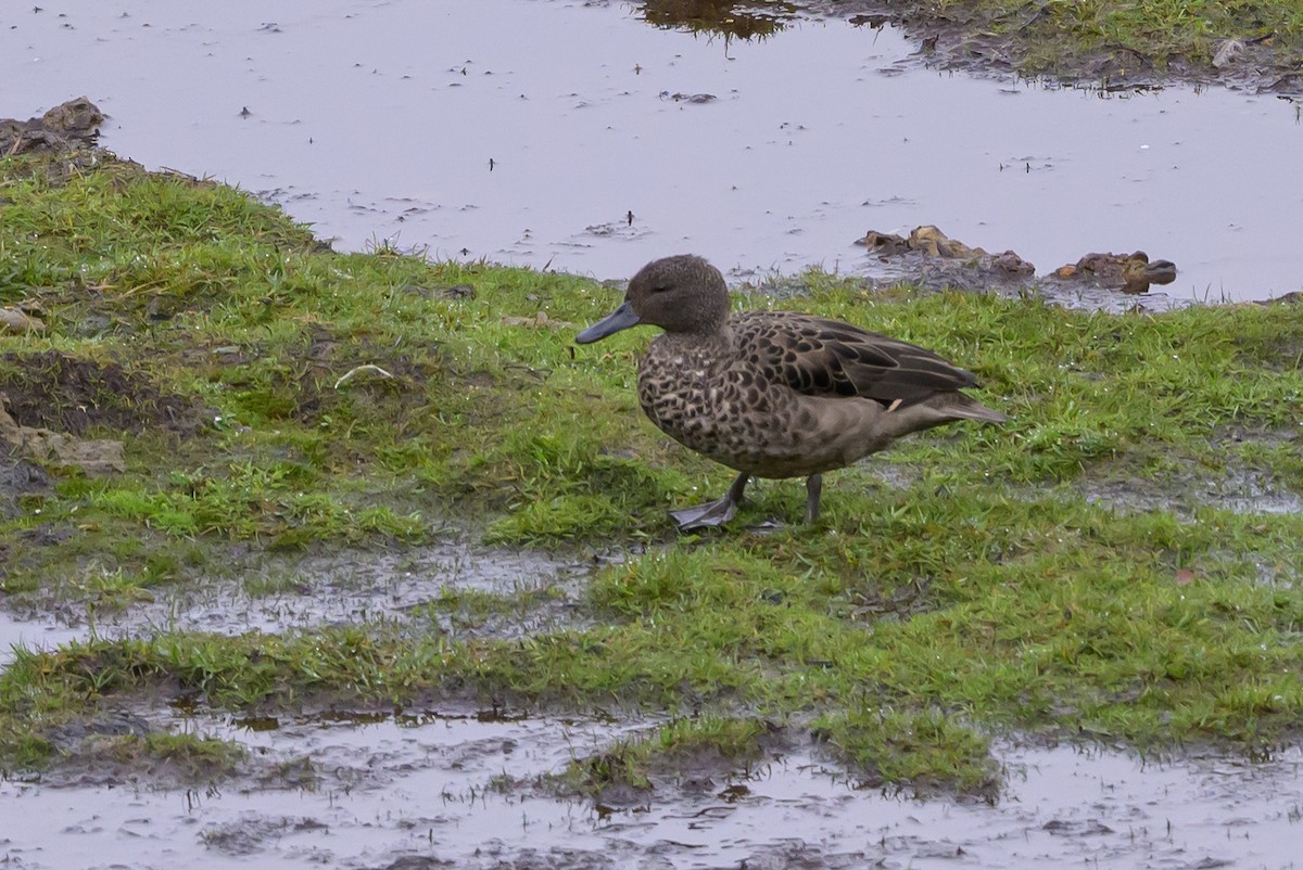 Andean Teal - ML635327264