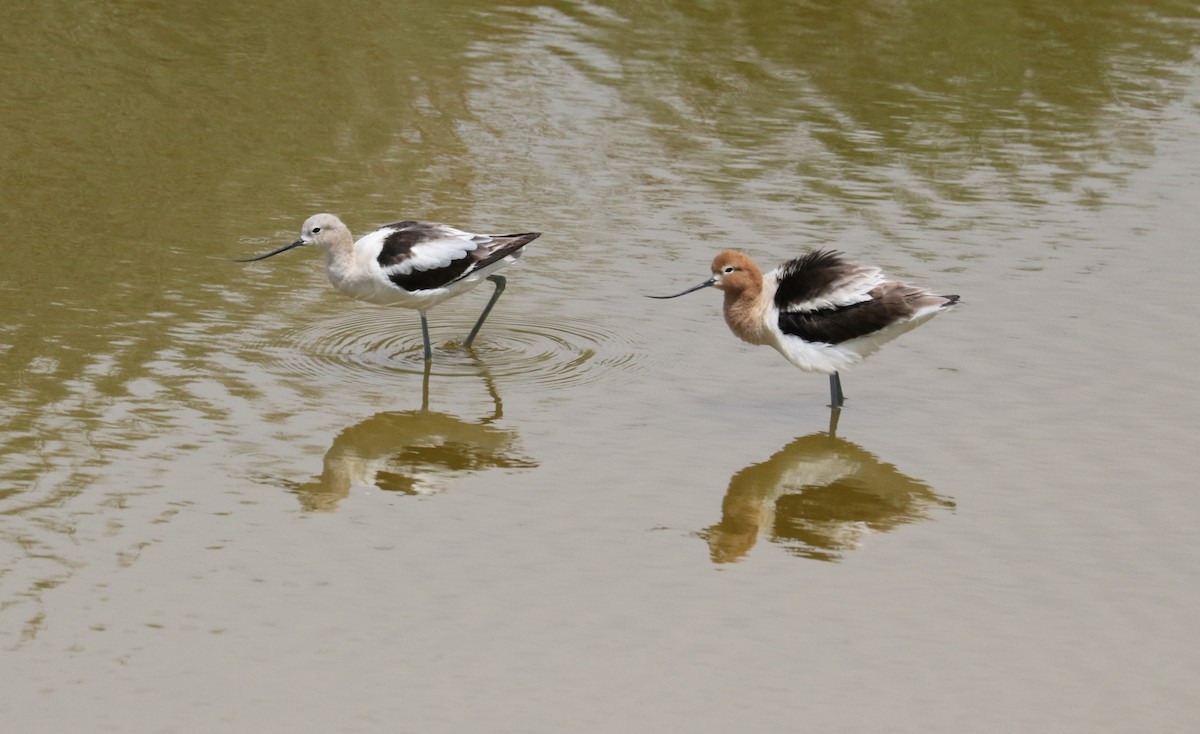 American Avocet - ML635327265