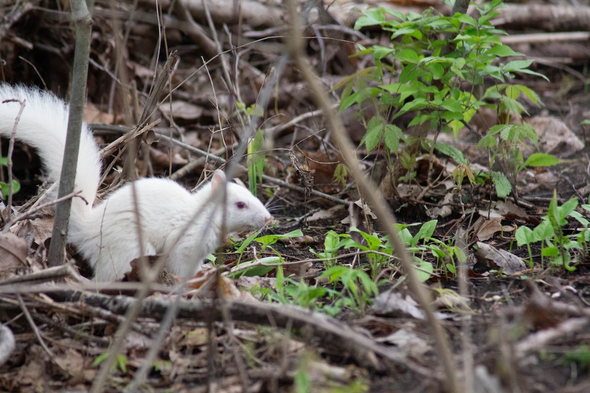 Eastern Gray Squirrel - ML635327299