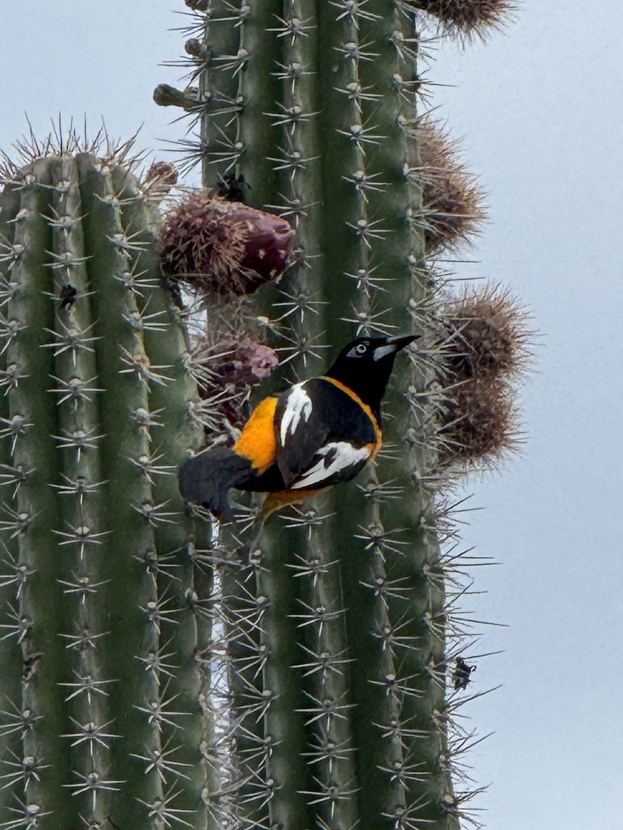 Venezuelan Troupial - ML635327308