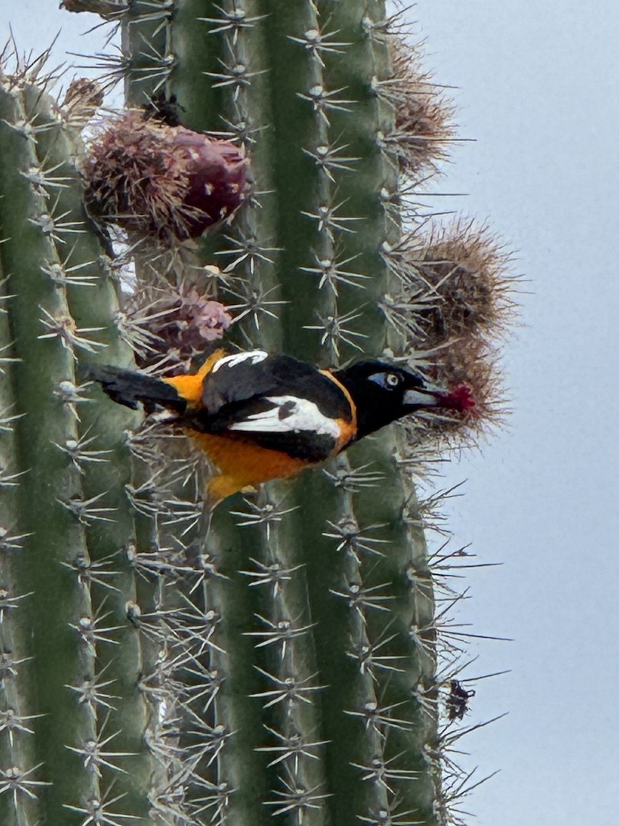 Venezuelan Troupial - ML635327310