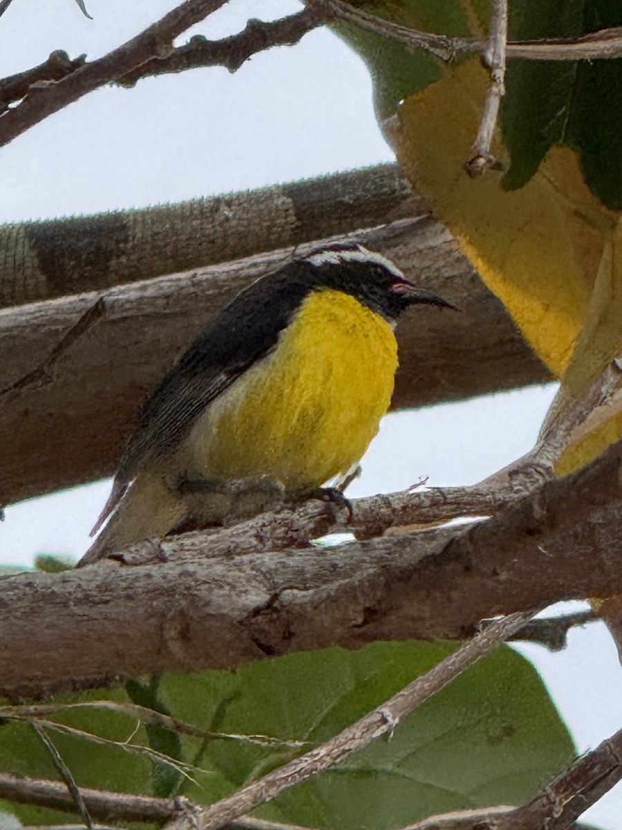 Bananaquit (Lesser Antillean) - ML635327319