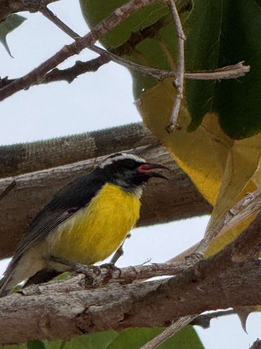 Bananaquit (Lesser Antillean) - ML635327320