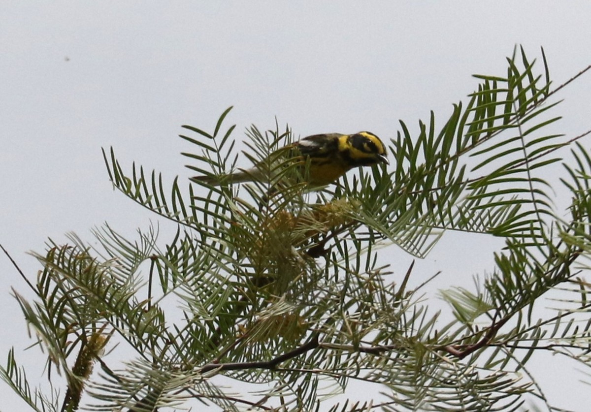 Townsend's Warbler - ML635327321