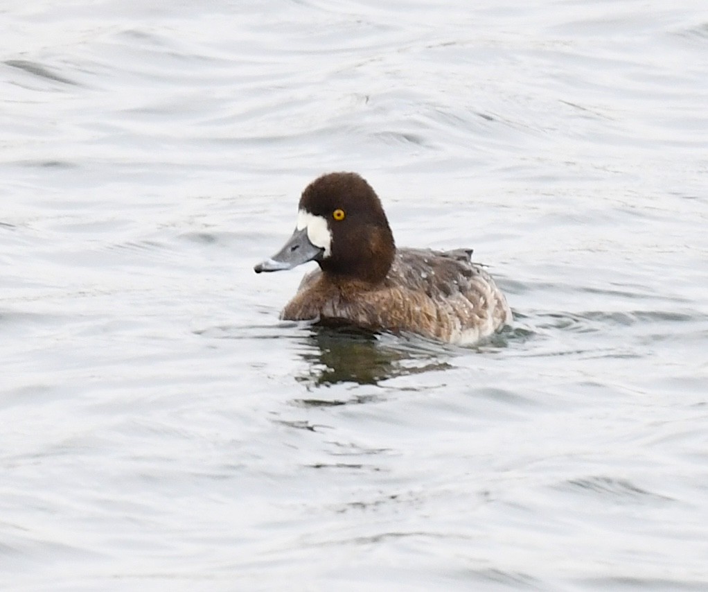 Lesser Scaup - ML635327347