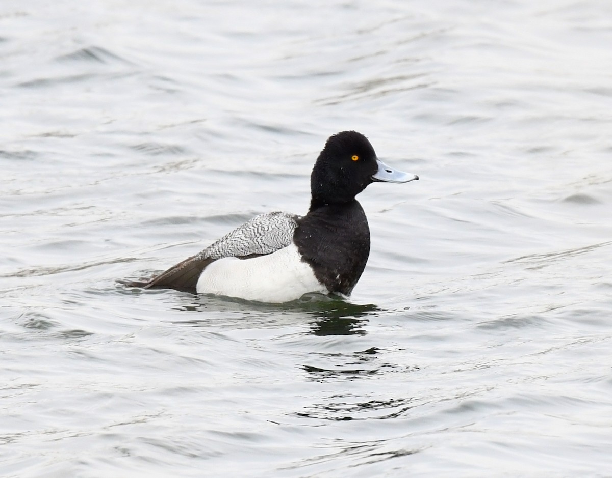 Lesser Scaup - ML635327348