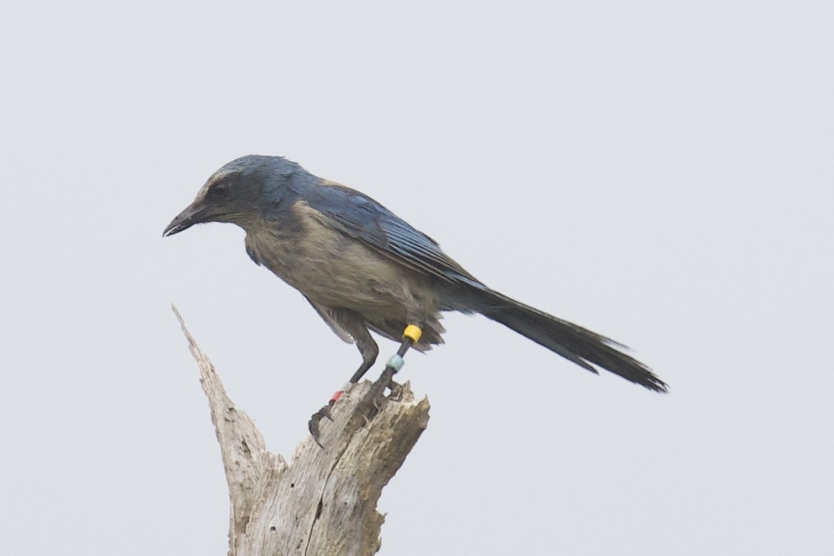 floridaskrike - ML635327350