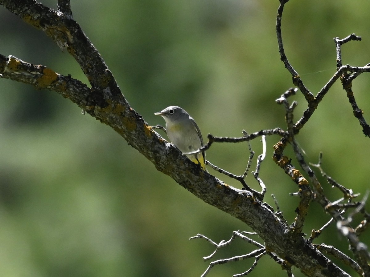 Virginia's Warbler - ML635327351